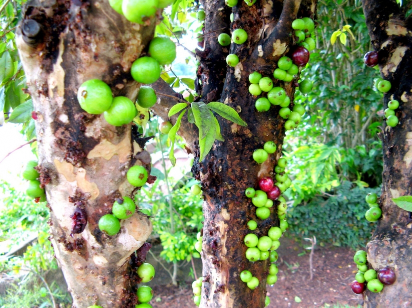 Jabuticaba — amazing tree