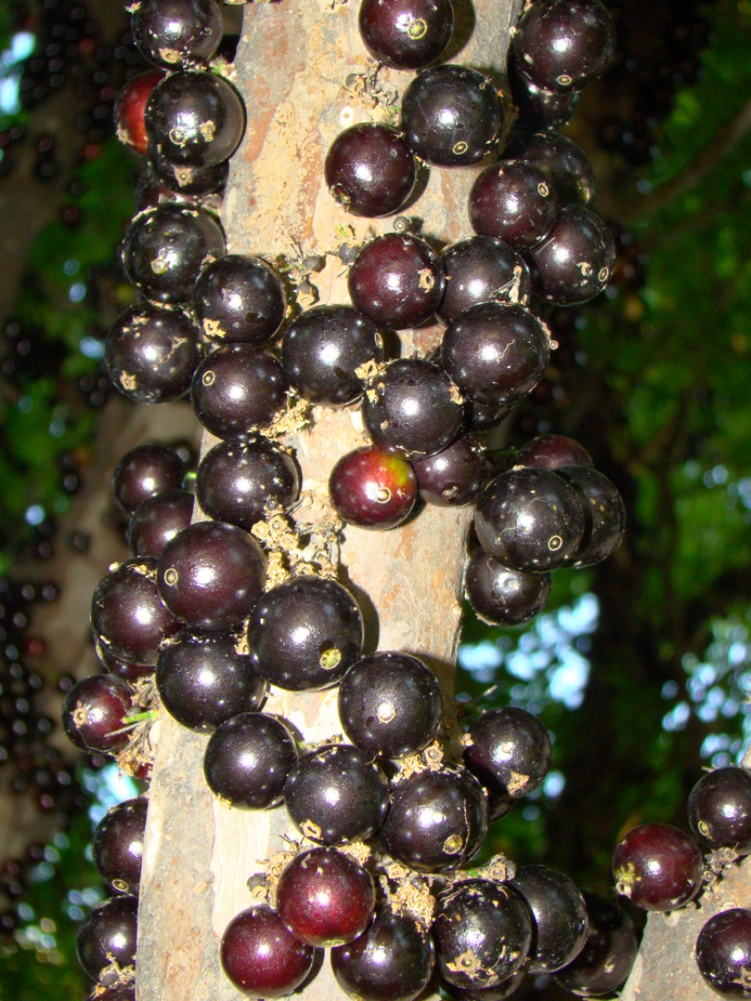 Jabuticaba — amazing tree