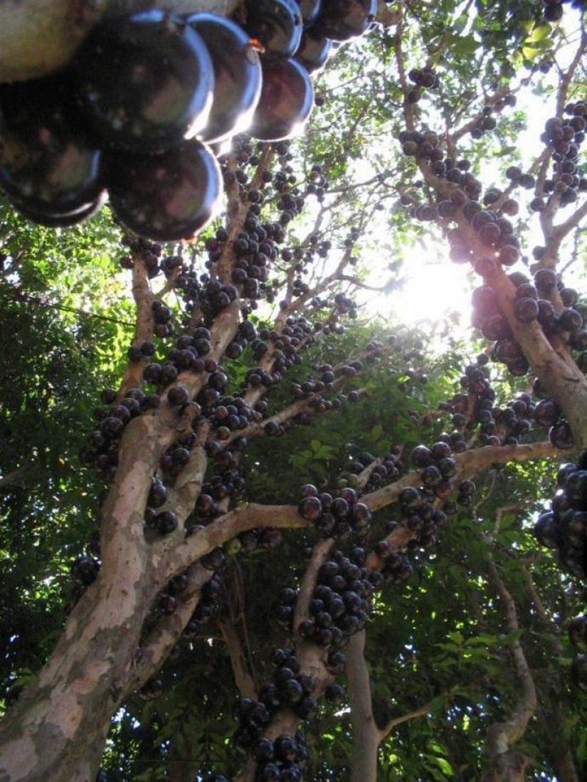 Jabuticaba — amazing tree