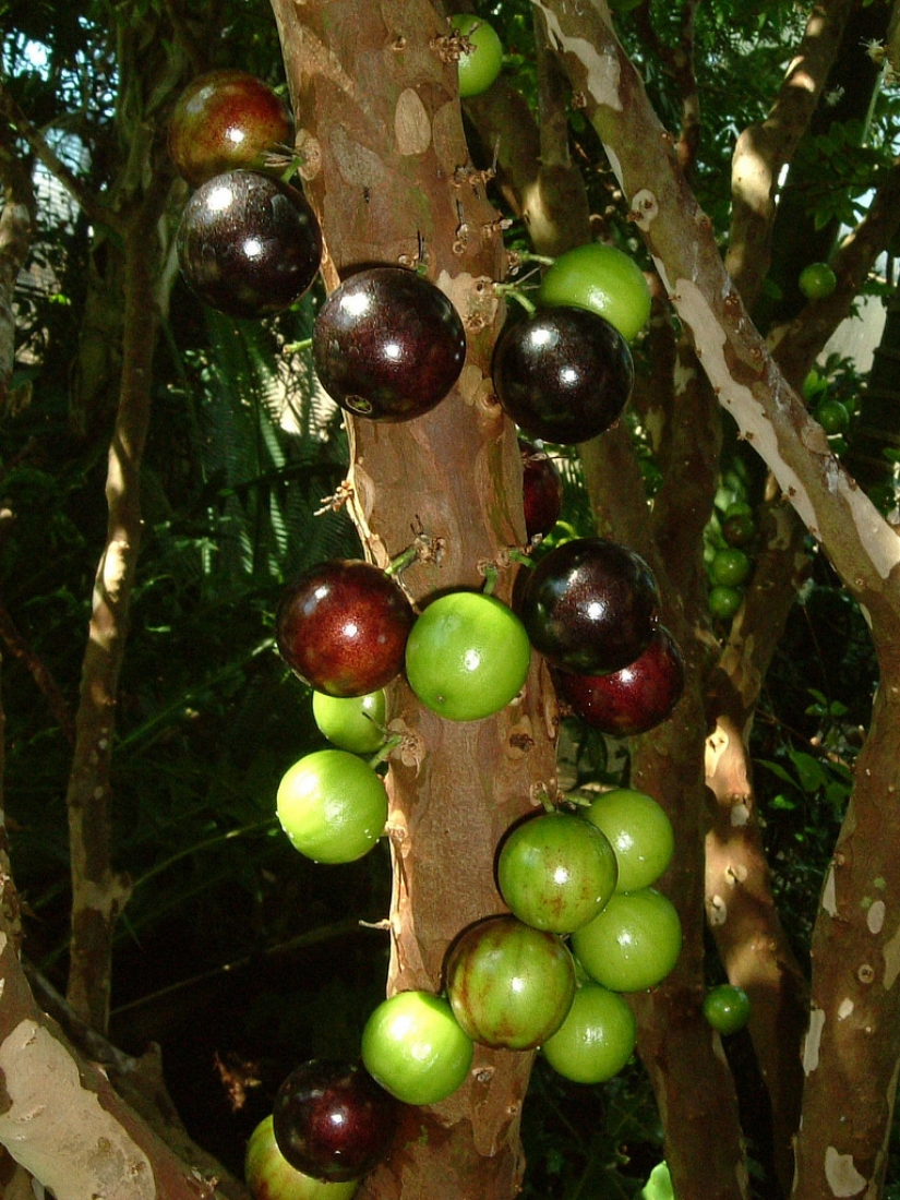 Jabuticaba — increíble árbol