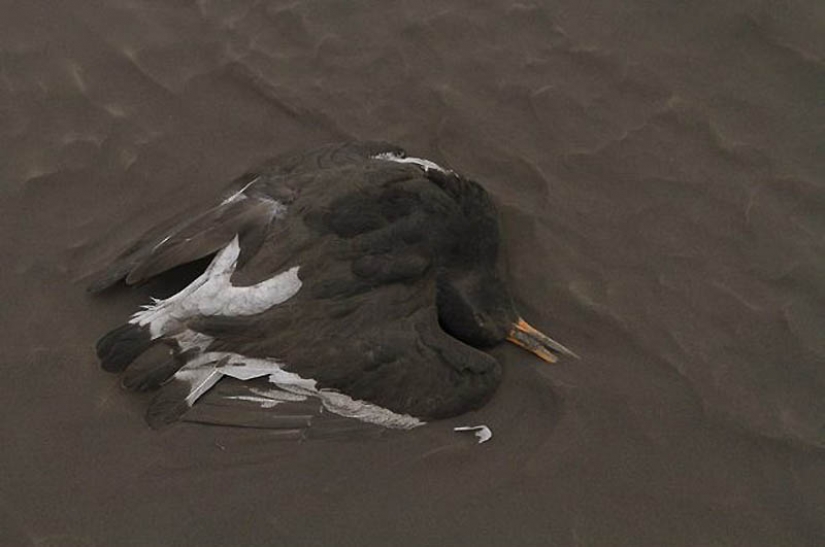 La erupción del volcán Islandés encuentra grímsvötn (parte 1)