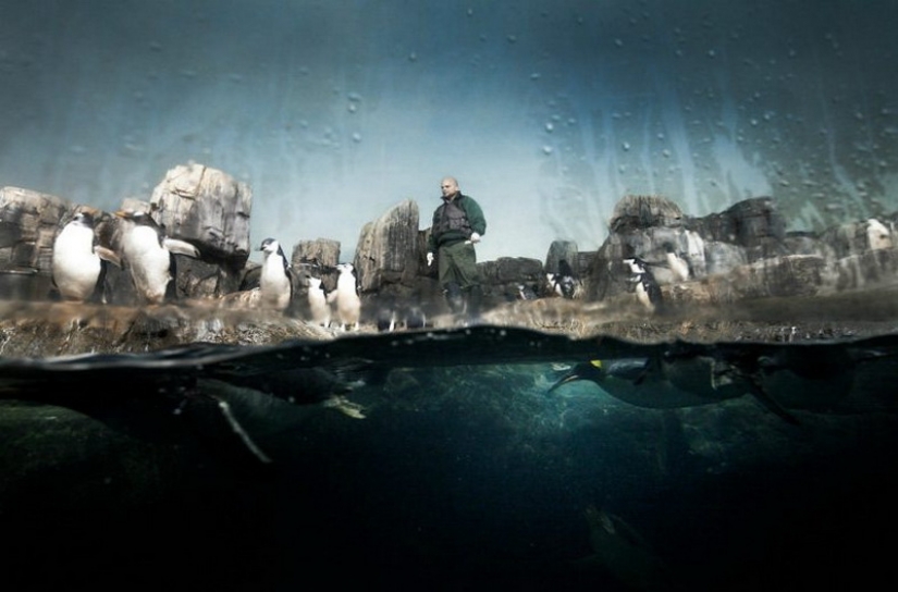 Los animales tras las rejas