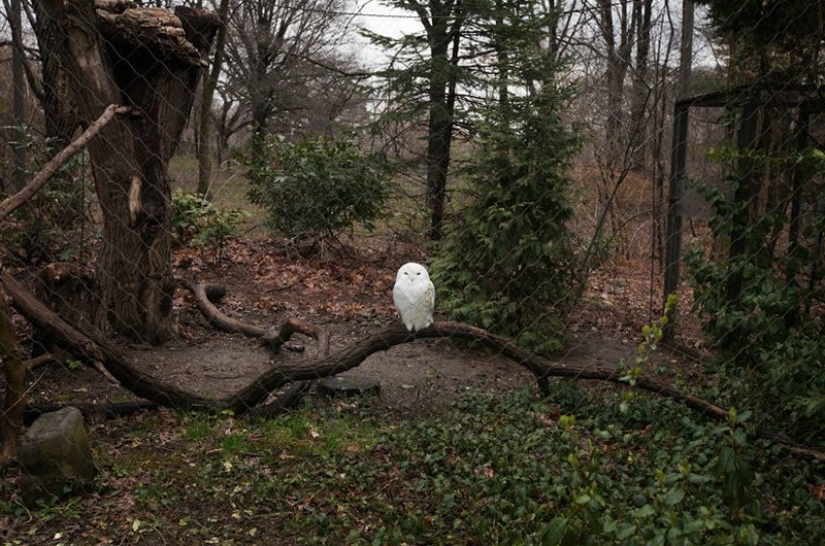Los animales tras las rejas