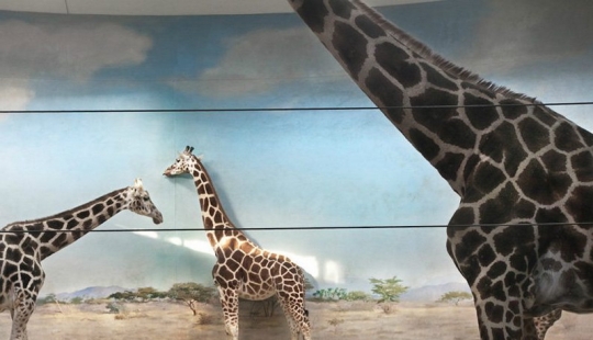 Los animales tras las rejas