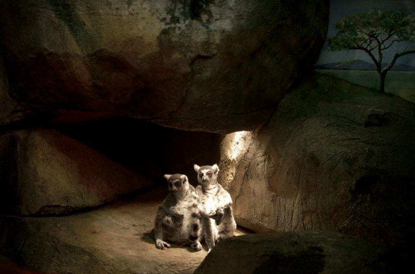 Los animales tras las rejas