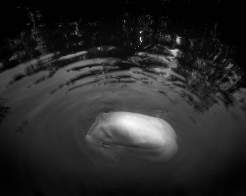 Self-portraits Arno Rafael minkkinena Nude