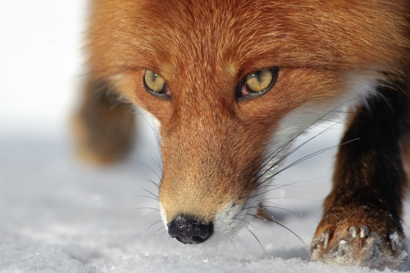 "The Foxes Of Kamchatka". Festival of wildlife photographers Montier-en-Der