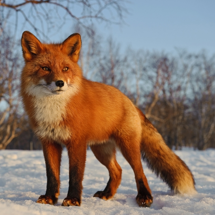 "The Foxes Of Kamchatka". Festival of wildlife photographers Montier-en-Der