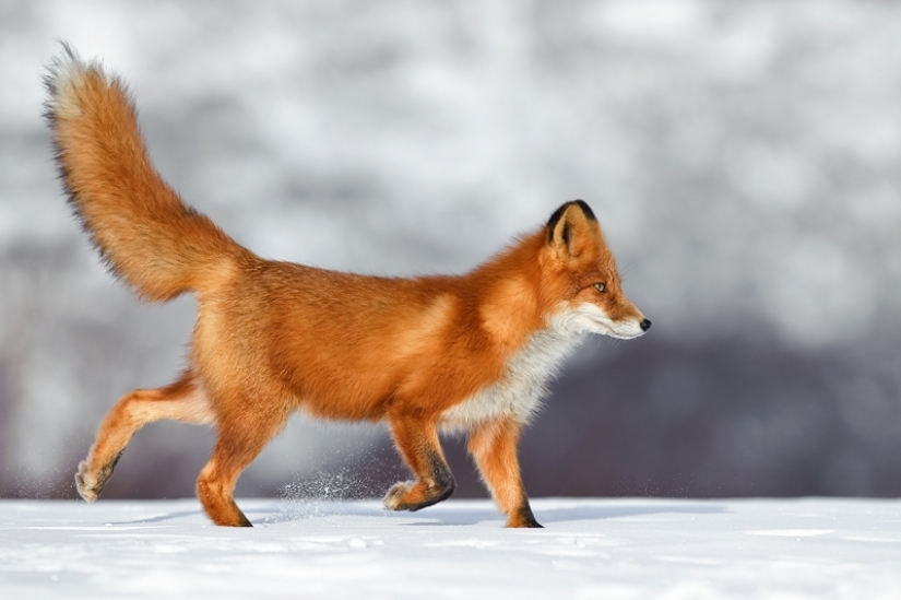 "The Foxes Of Kamchatka". Festival of wildlife photographers Montier-en-Der