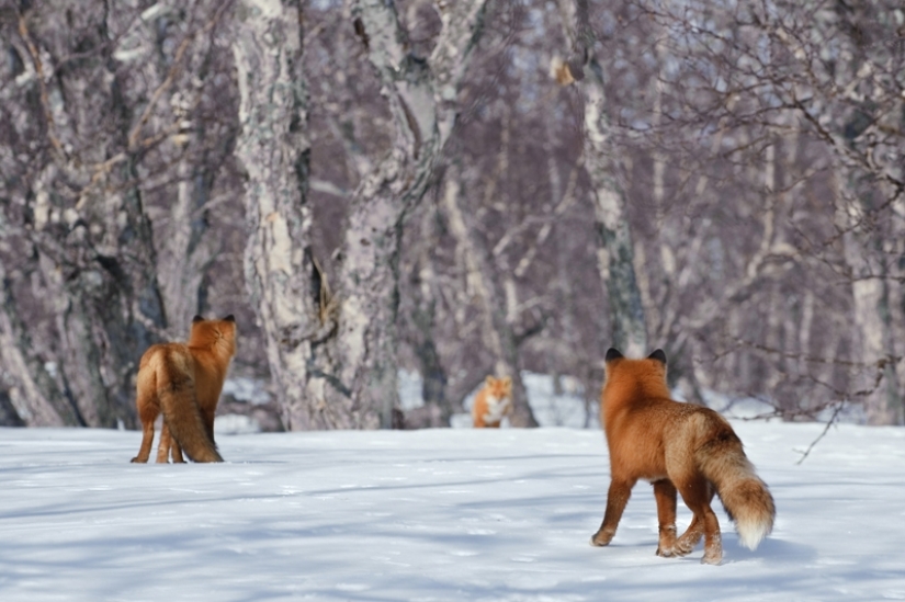 "The Foxes Of Kamchatka". Festival of wildlife photographers Montier-en-Der