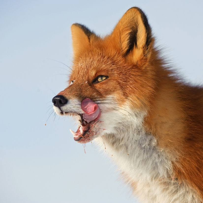 "The Foxes Of Kamchatka". Festival of wildlife photographers Montier-en-Der
