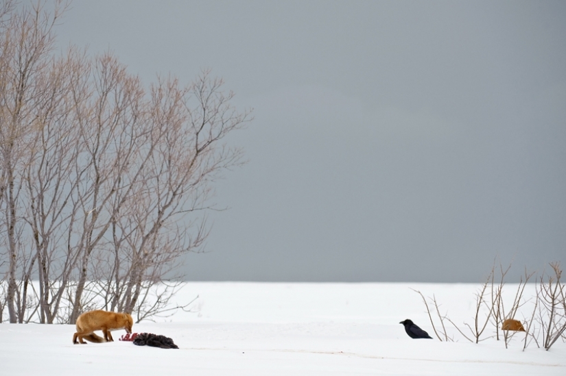 "The Foxes Of Kamchatka". Festival of wildlife photographers Montier-en-Der