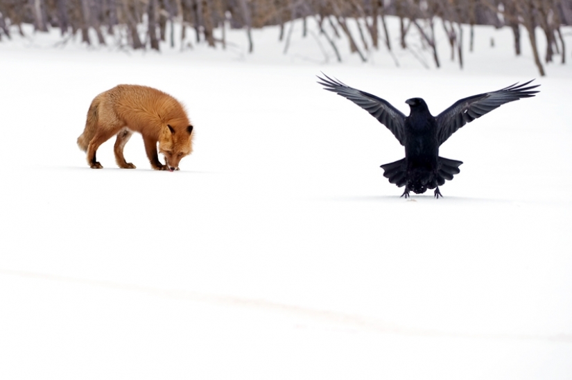 "The Foxes Of Kamchatka". Festival of wildlife photographers Montier-en-Der