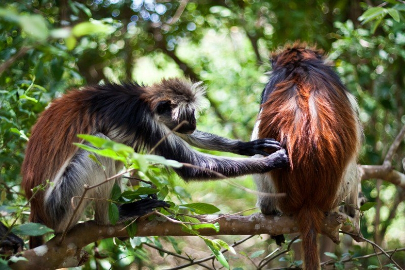Zanzíbar: Fotógrafo Ewald Sadie