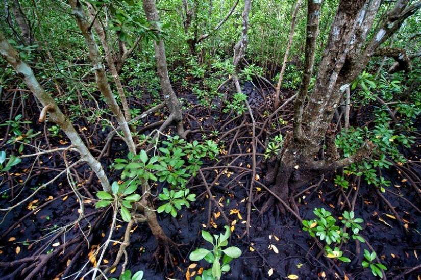 Zanzíbar: Fotógrafo Ewald Sadie