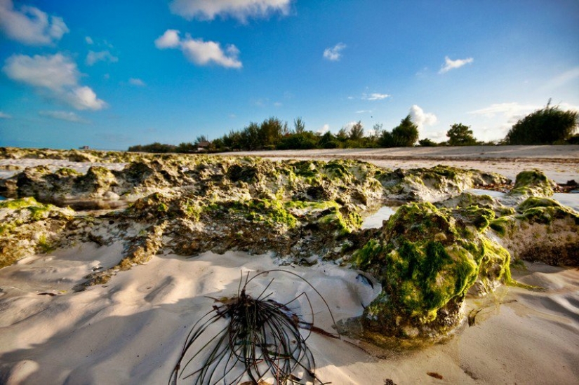 Zanzibar: Photographer Ewald Sadie