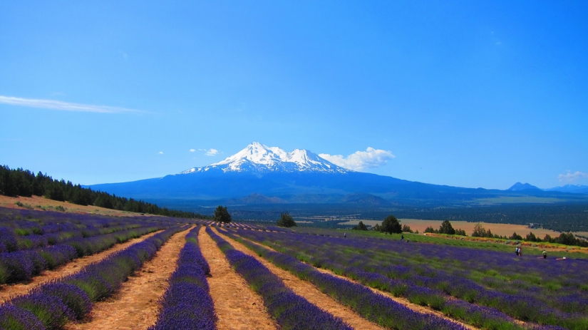 Amazing lavender fields around the world