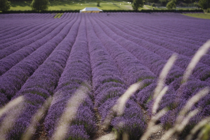 Amazing lavender fields around the world