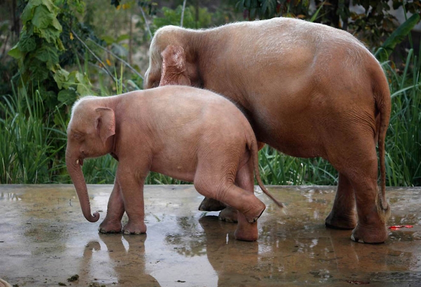 Brothers our smaller