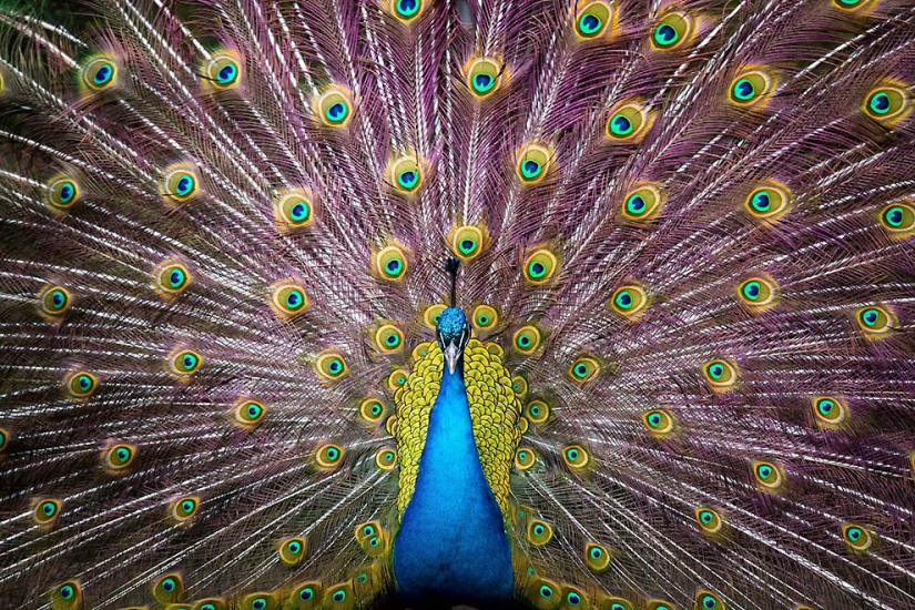 Brothers our smaller