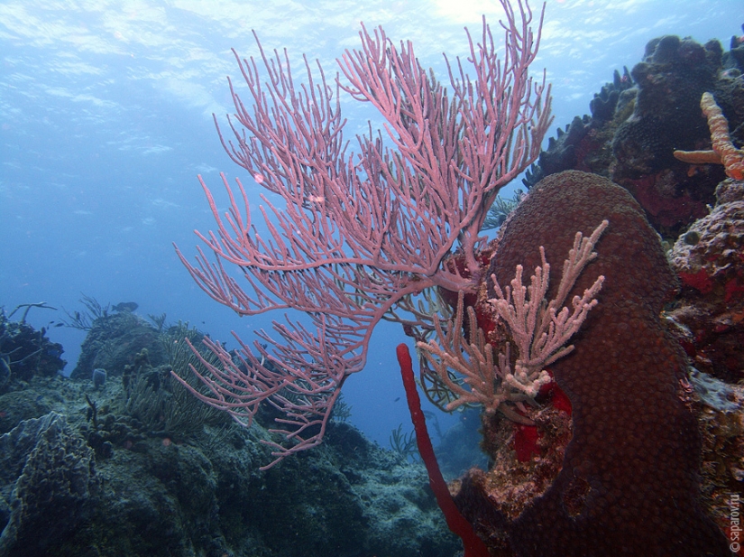 Buceo en la isla de Cozumel