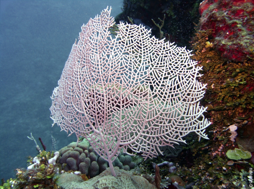 Buceo en la isla de Cozumel