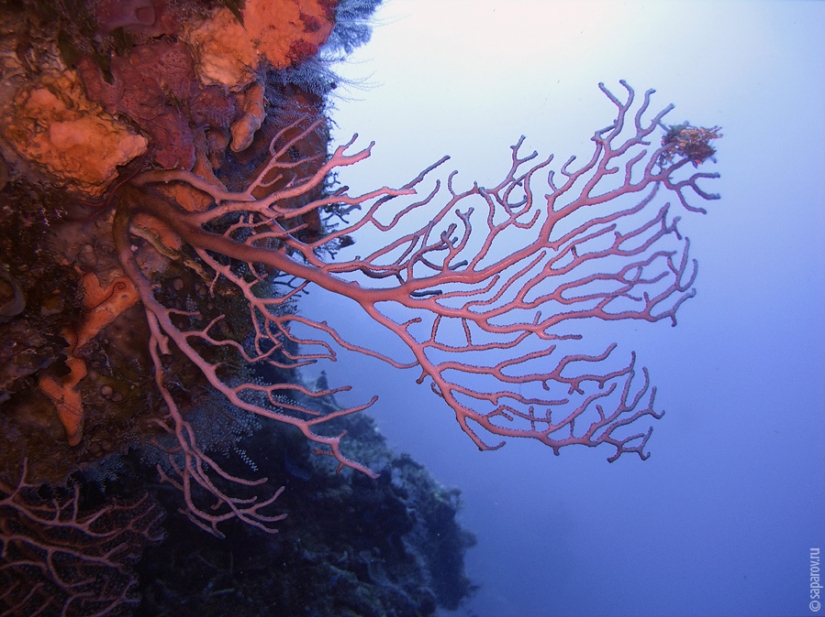 Buceo en la isla de Cozumel