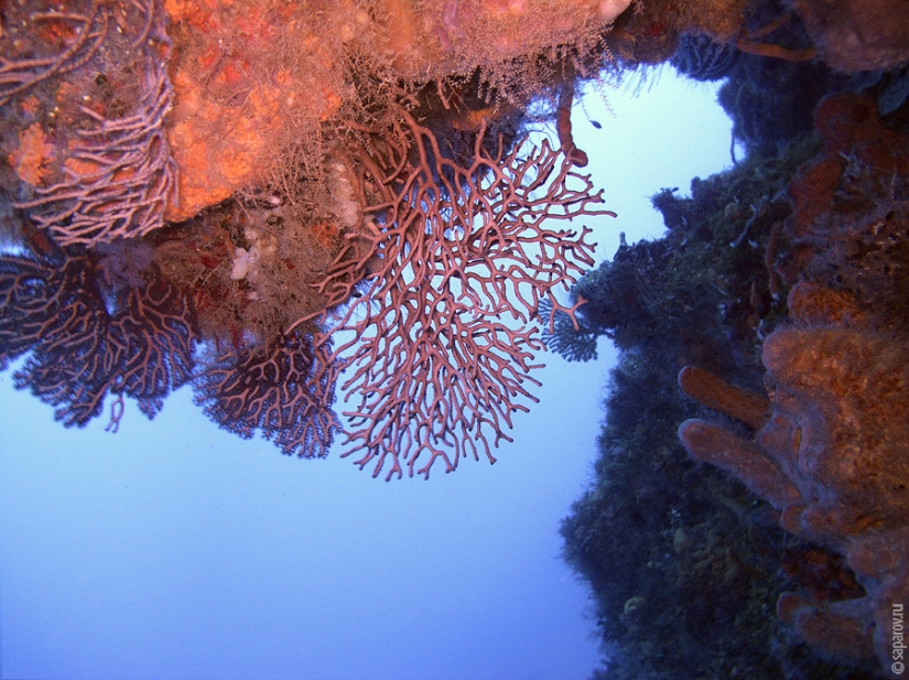 Buceo en la isla de Cozumel