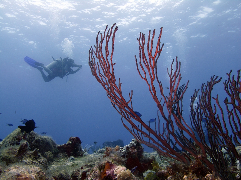 Buceo en la isla de Cozumel
