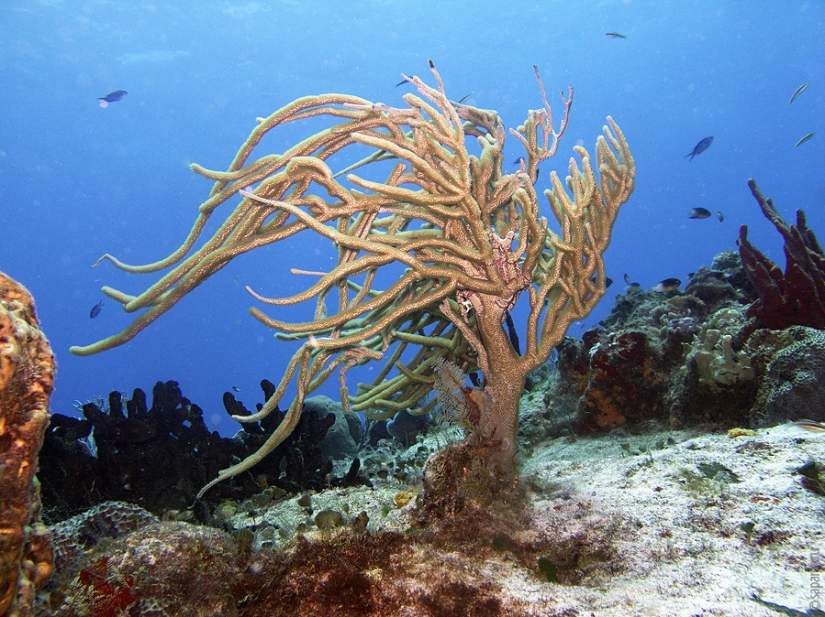 Buceo en la isla de Cozumel