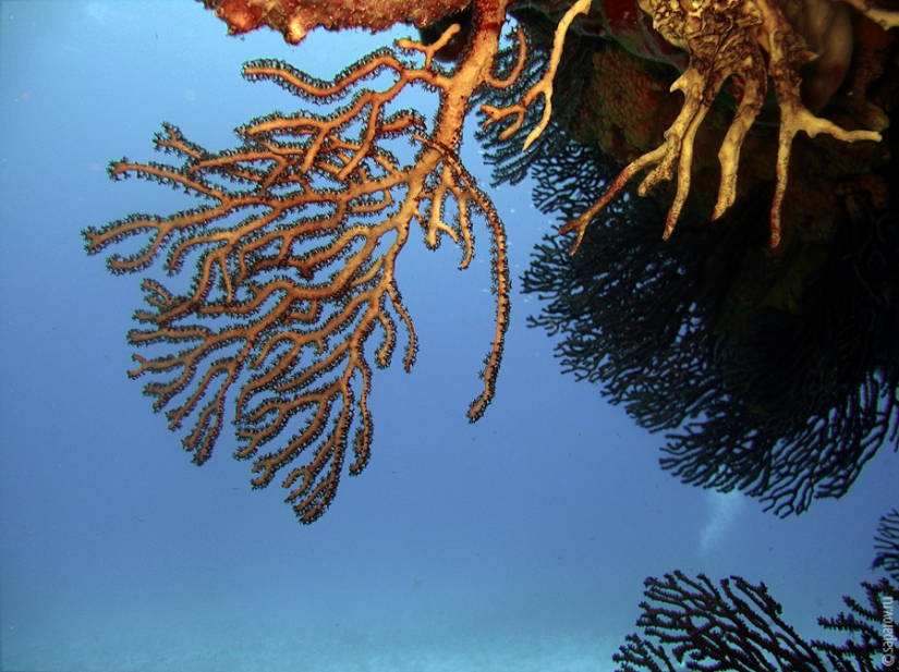 Buceo en la isla de Cozumel