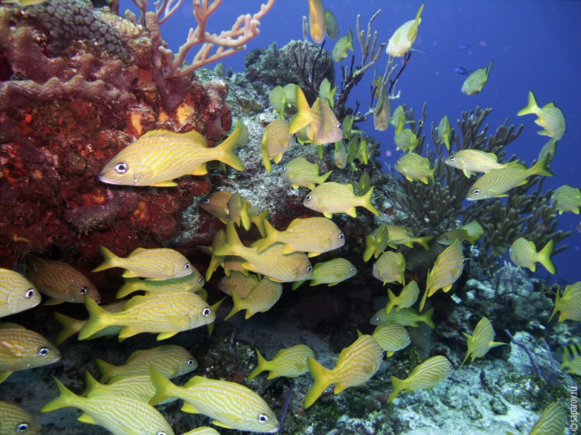 Buceo en la isla de Cozumel