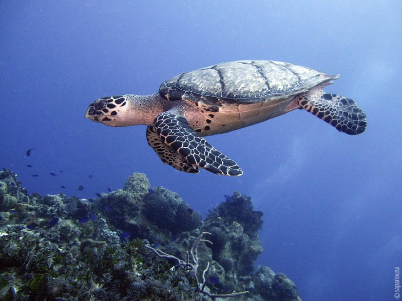 Buceo en la isla de Cozumel