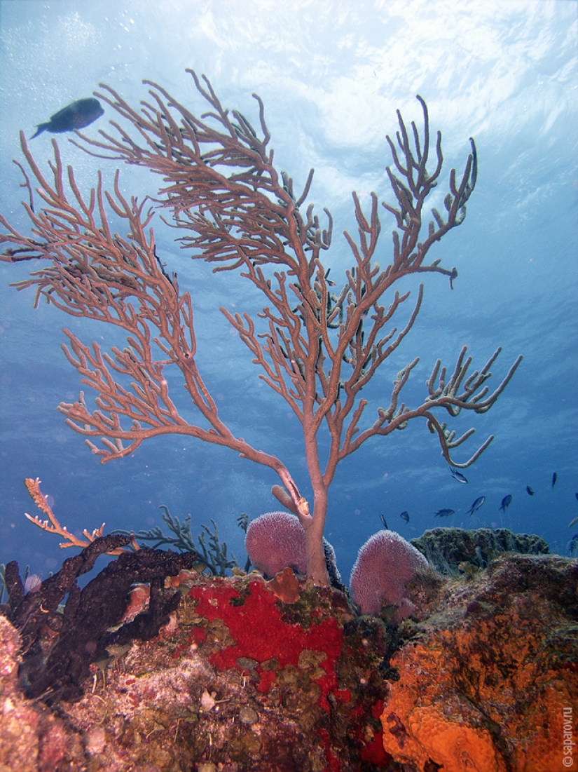 Buceo en la isla de Cozumel