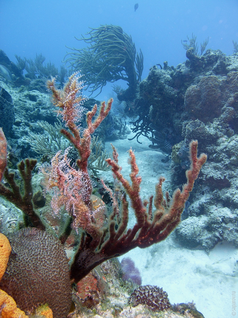 Buceo en la isla de Cozumel
