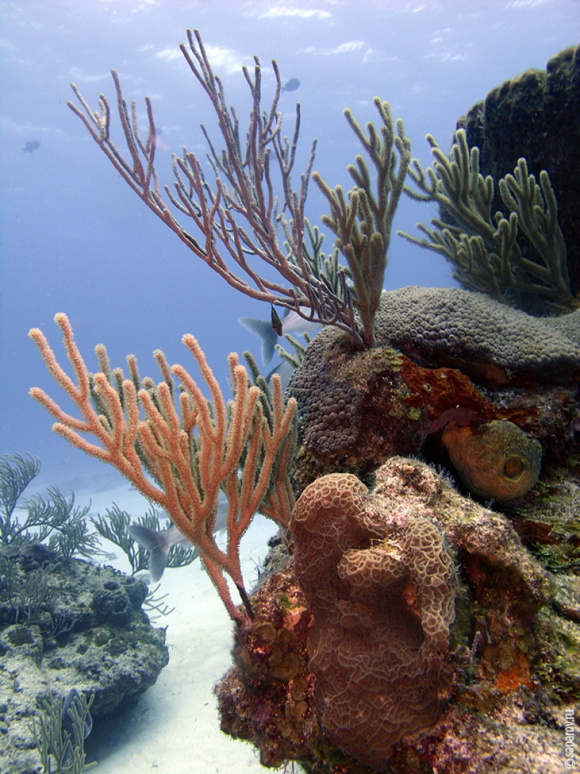 Buceo en la isla de Cozumel