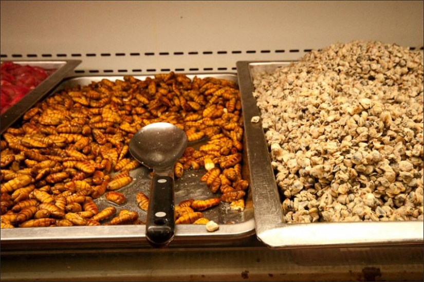 Cómo obtener el hilo de seda