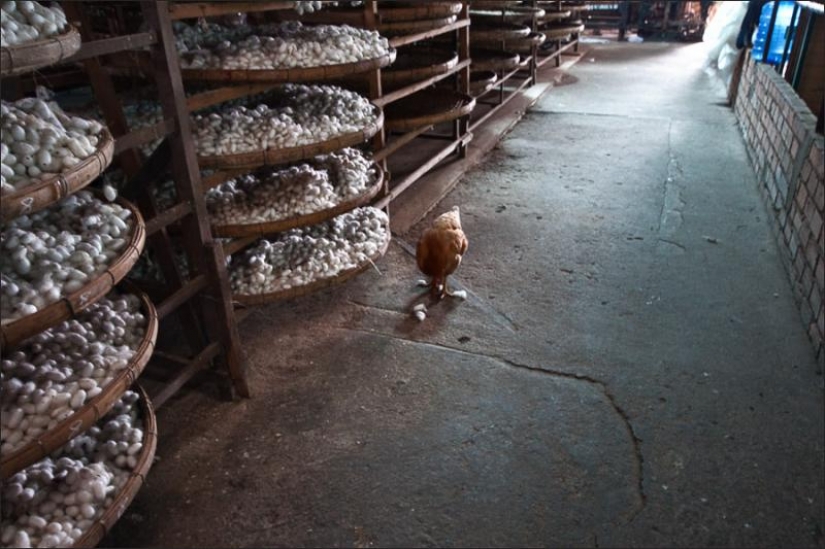 Cómo obtener el hilo de seda