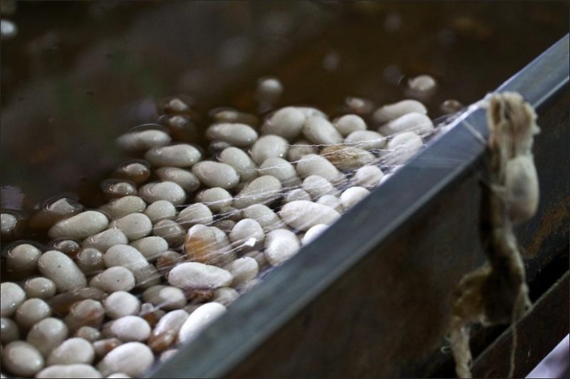 Cómo obtener el hilo de seda