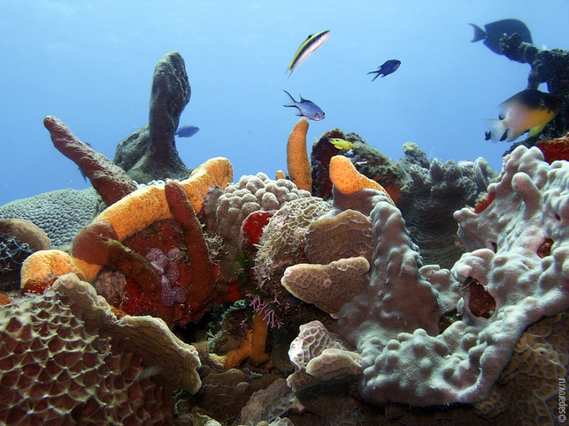 Diving on the island of Cozumel