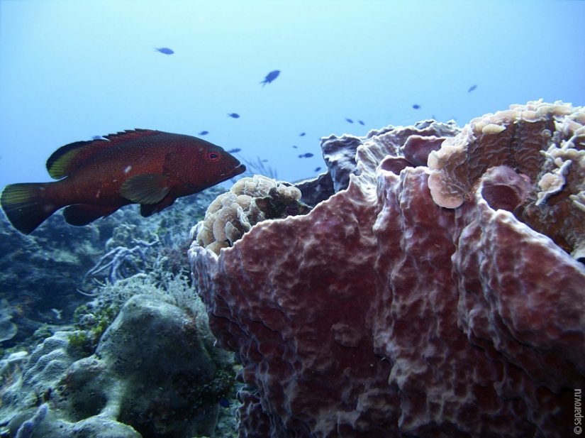Diving on the island of Cozumel