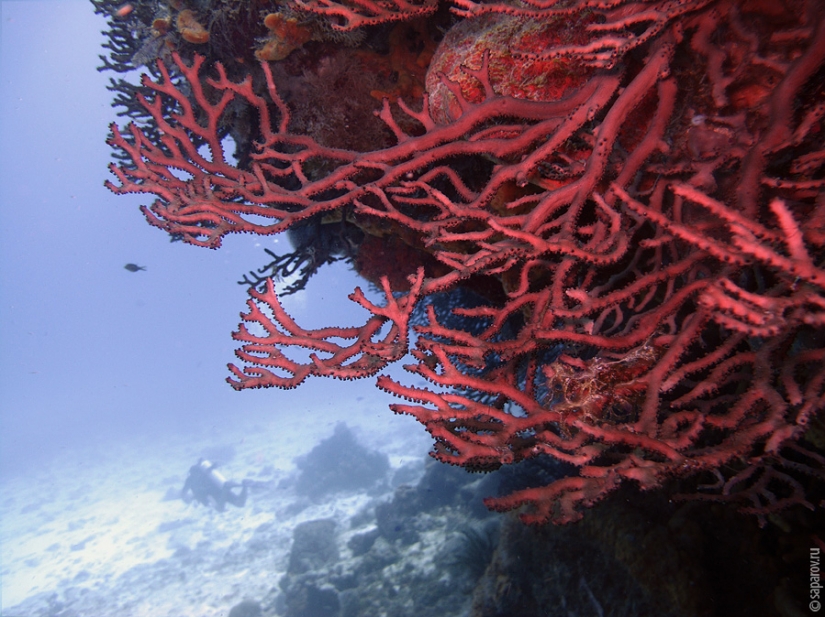 Diving on the island of Cozumel