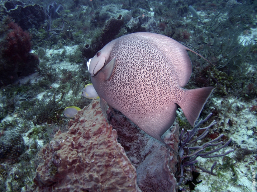 Diving on the island of Cozumel