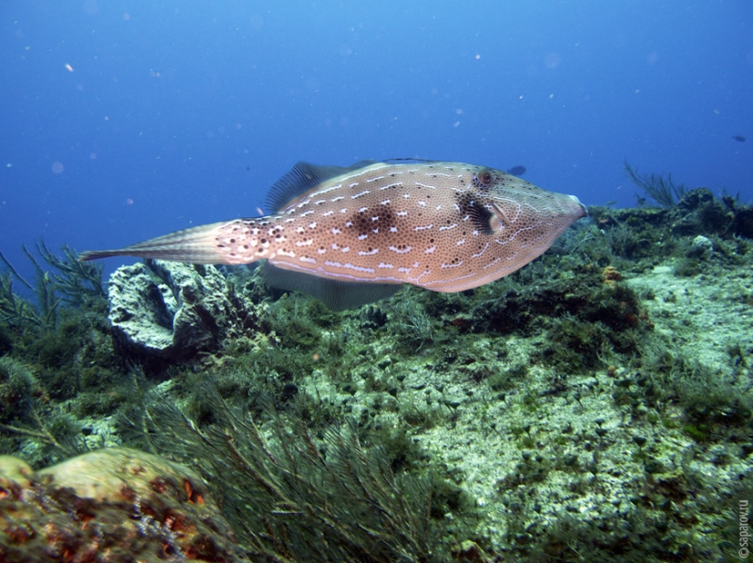 Diving on the island of Cozumel