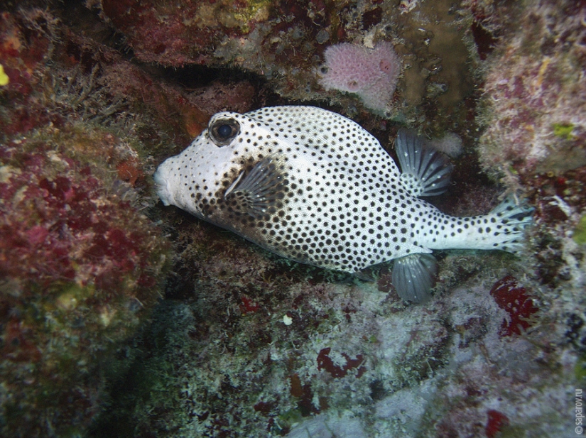Diving on the island of Cozumel