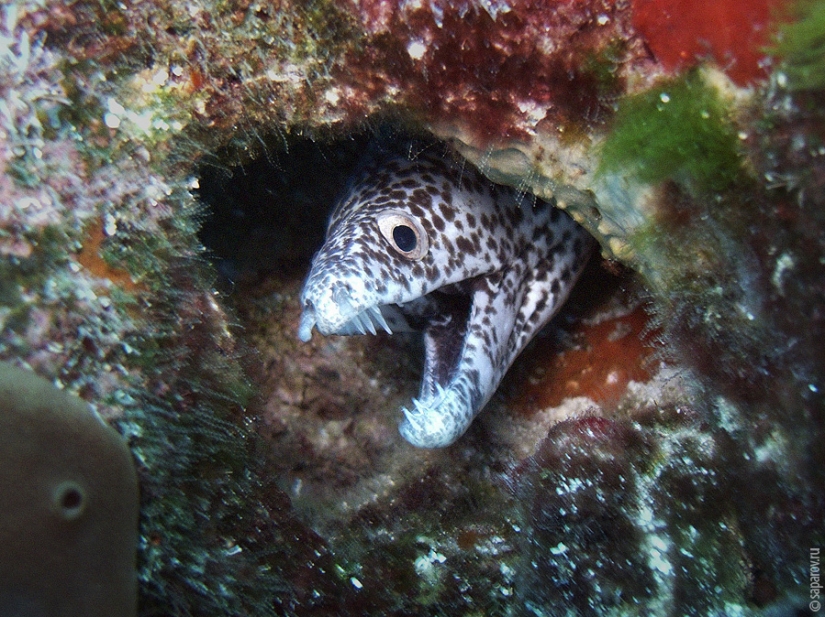 Diving on the island of Cozumel