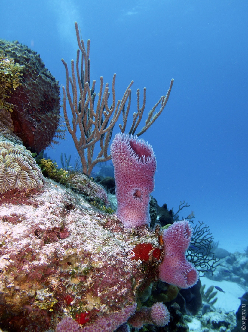 Diving on the island of Cozumel