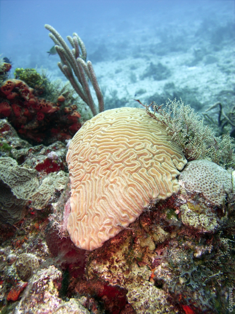 Diving on the island of Cozumel
