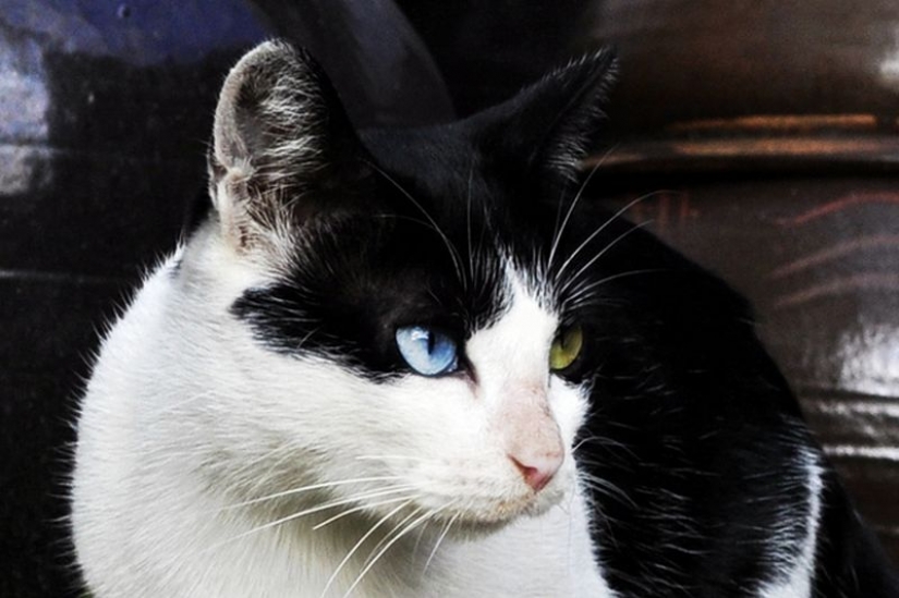 Extraña en los ojos de los gatos