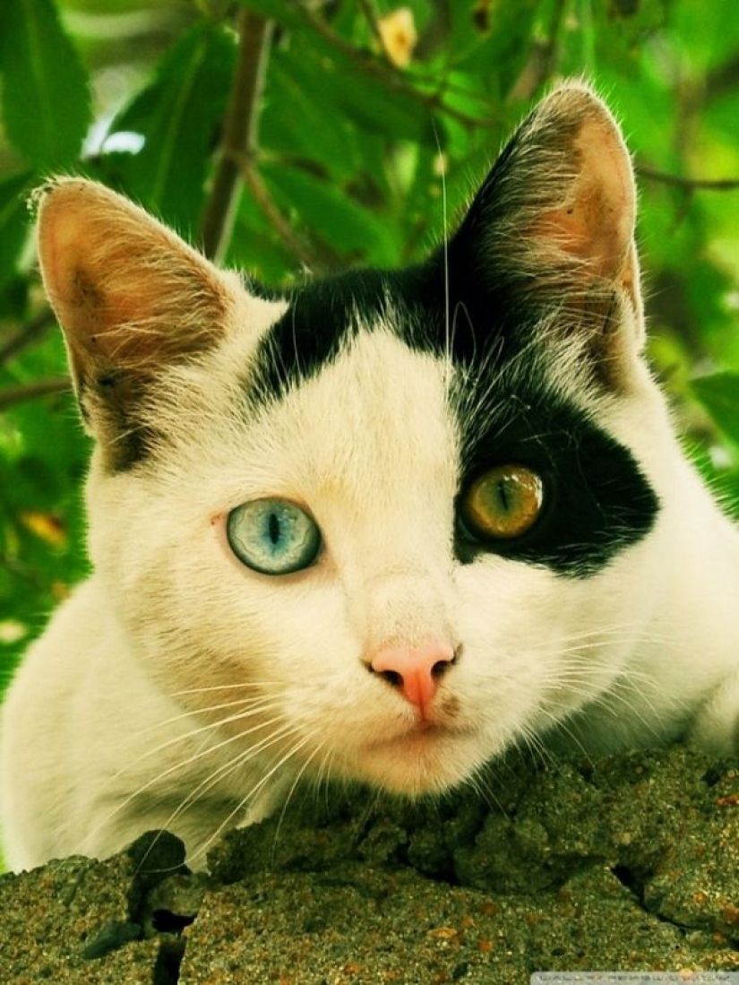 Extraña en los ojos de los gatos